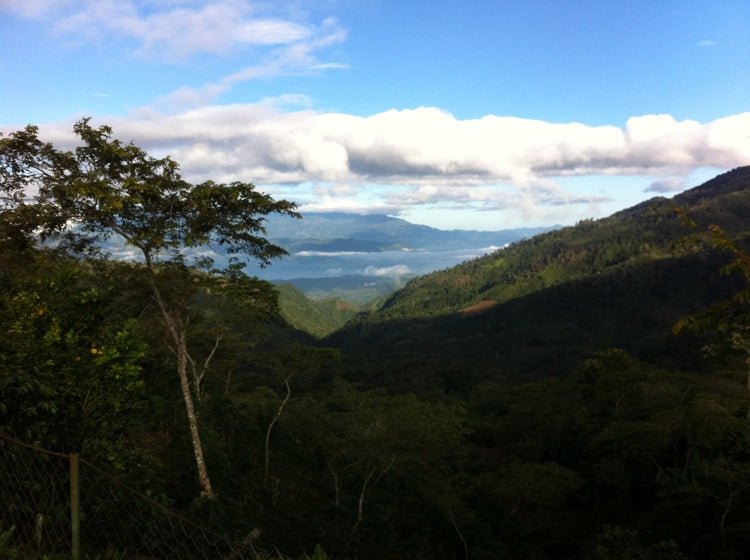 19grams_Coffee_Honduras_Cerro Azul