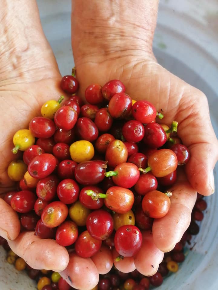 Finca Corahe