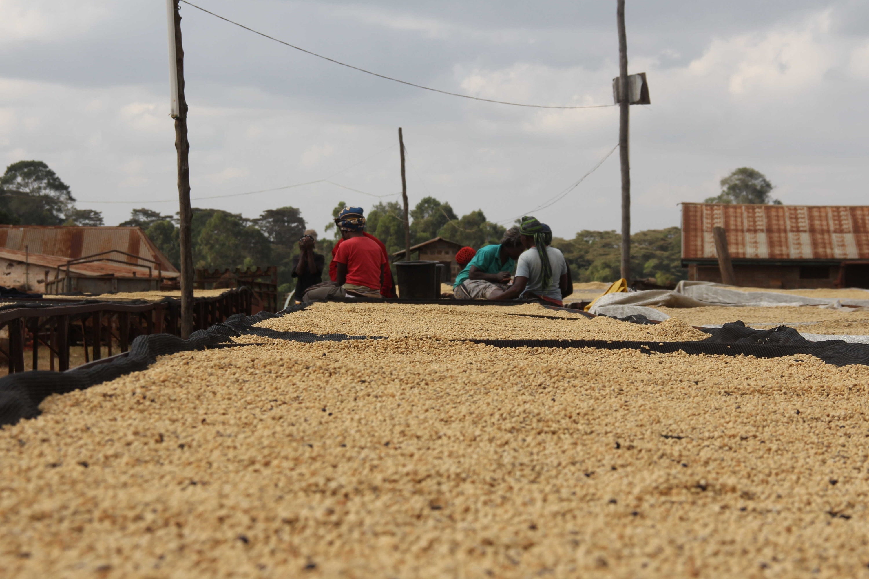 Unser Kenia Kainamui: ein Filterkaffee der Spitzenklasse