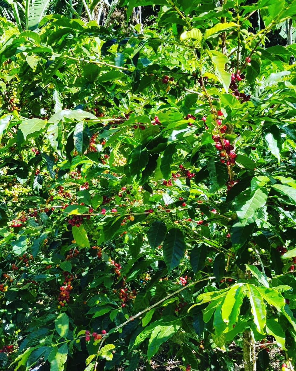Panama Geisha Coffeetrees