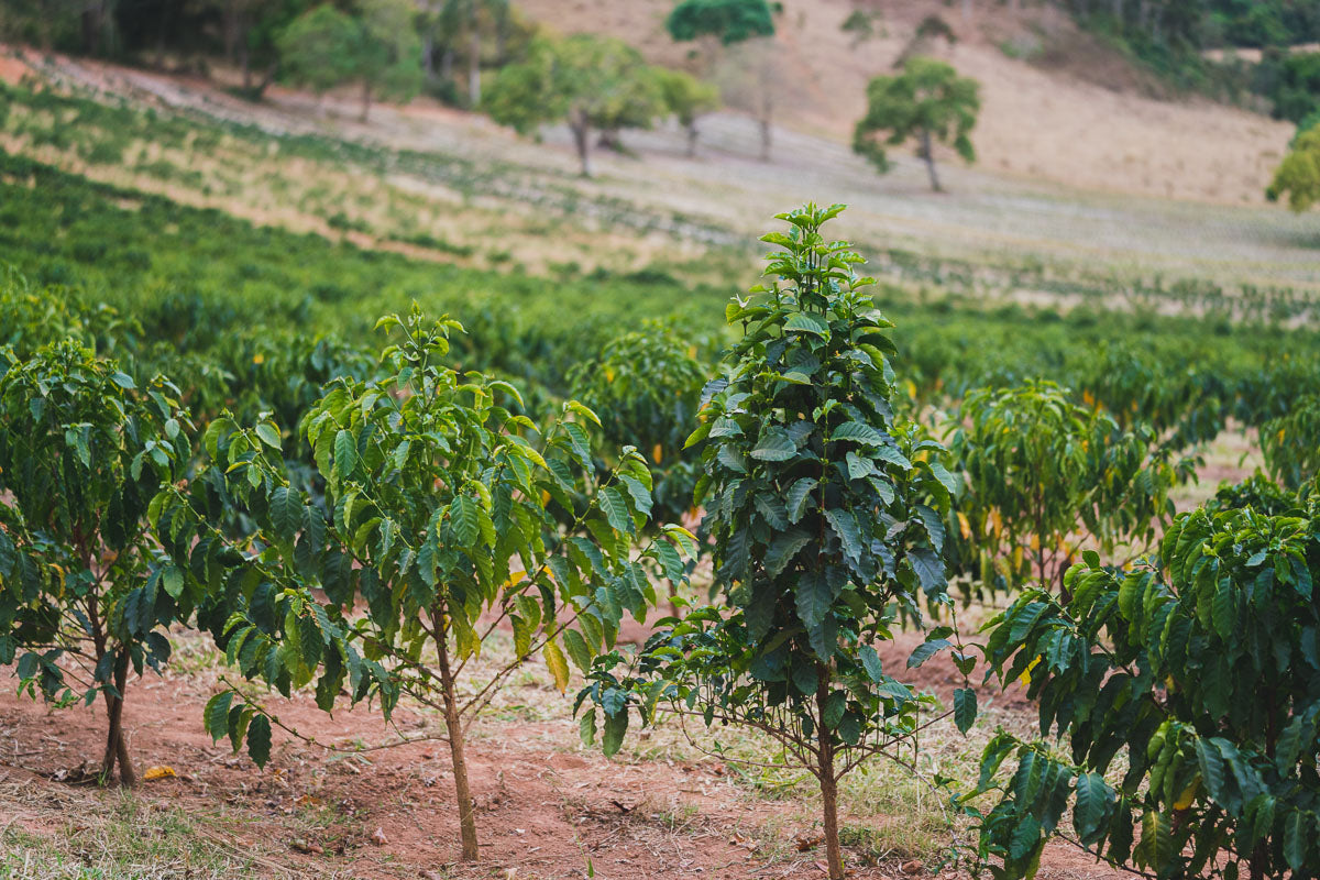 Fazenda_SantuaIrio_Sul_Brazil_Coffee_Growing.jpg