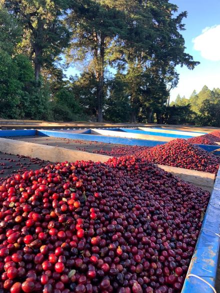 El_Salvador_Los-Tres_Potros_coffee_cherries