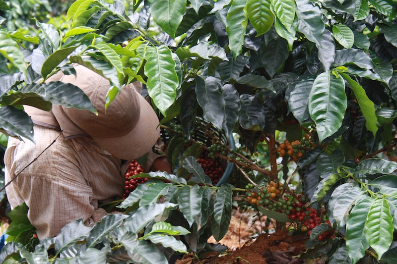 "Kaffees aus Costa Rica werden einen geschmacklichen Wandel durchlaufen"