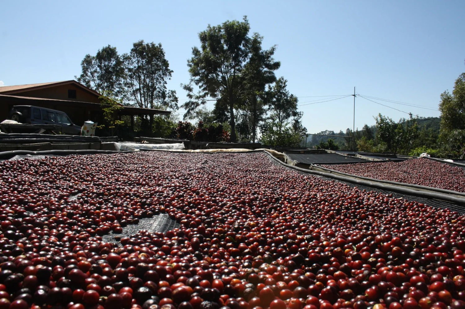 19grams_Costa Rica_Esmeralda_Kaffeekirschen