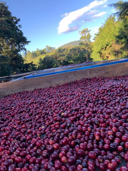 19grams_El Salvador_Los Tres Potros_Kaffeefarm