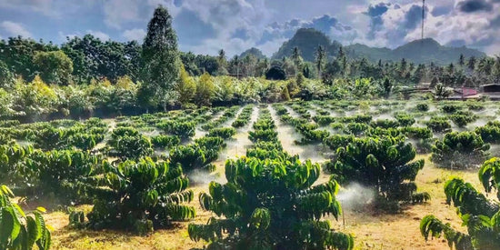Kaffeeplantage Thailand