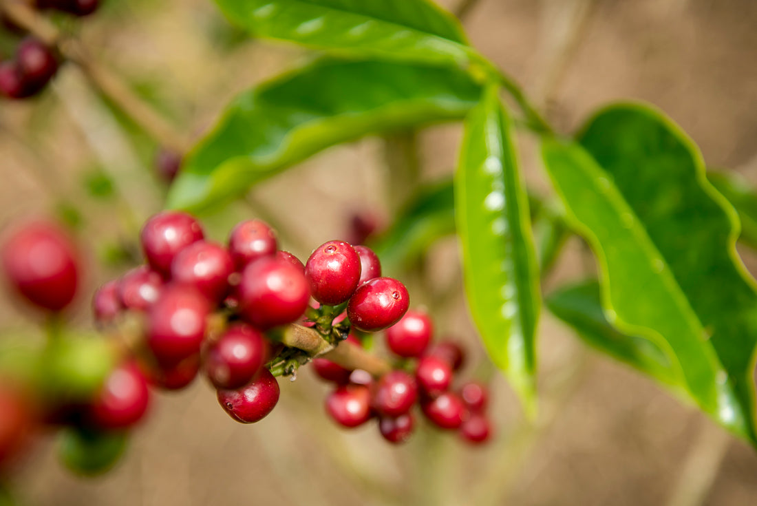 Durch die Weinrebe gelernt: Was Kaffeeproduzenten von der Weinherstellung lernen können