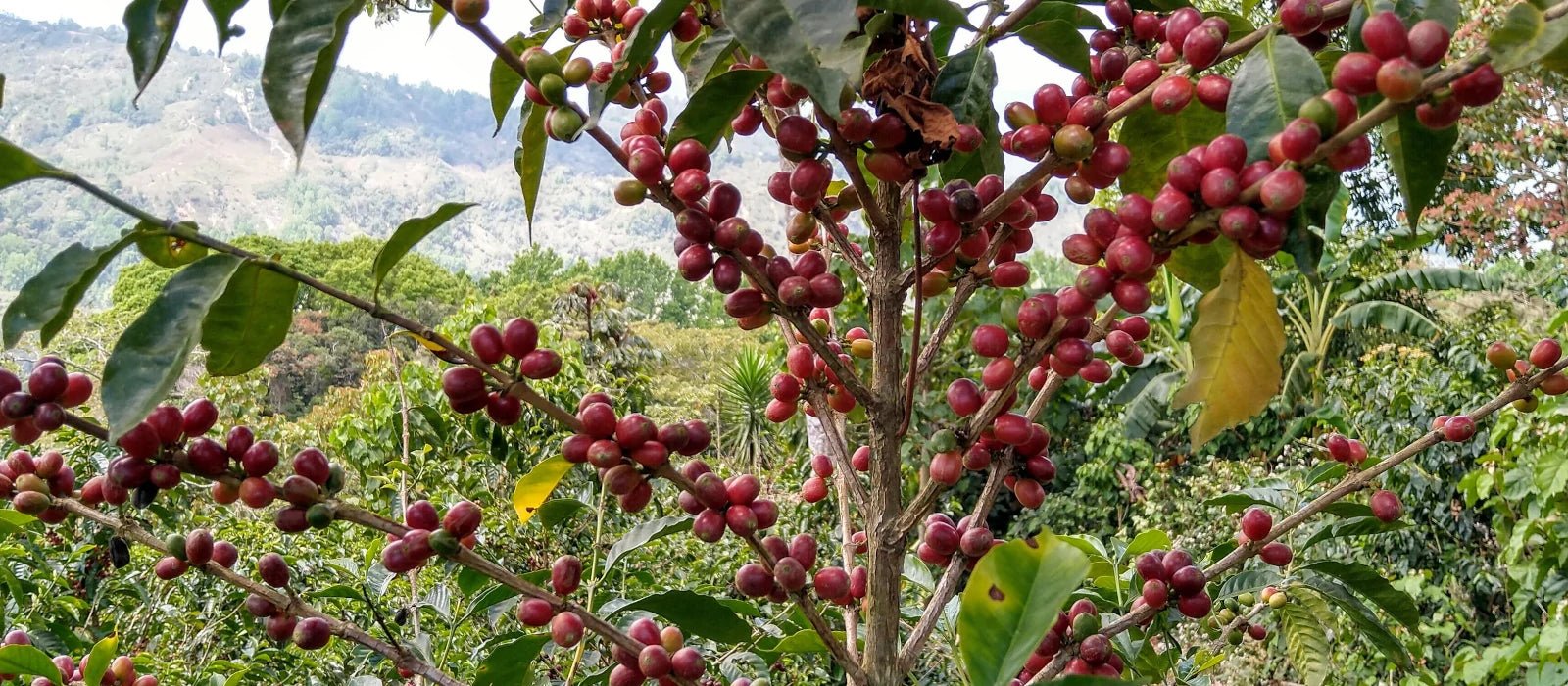 Geisha Kaffeebaum