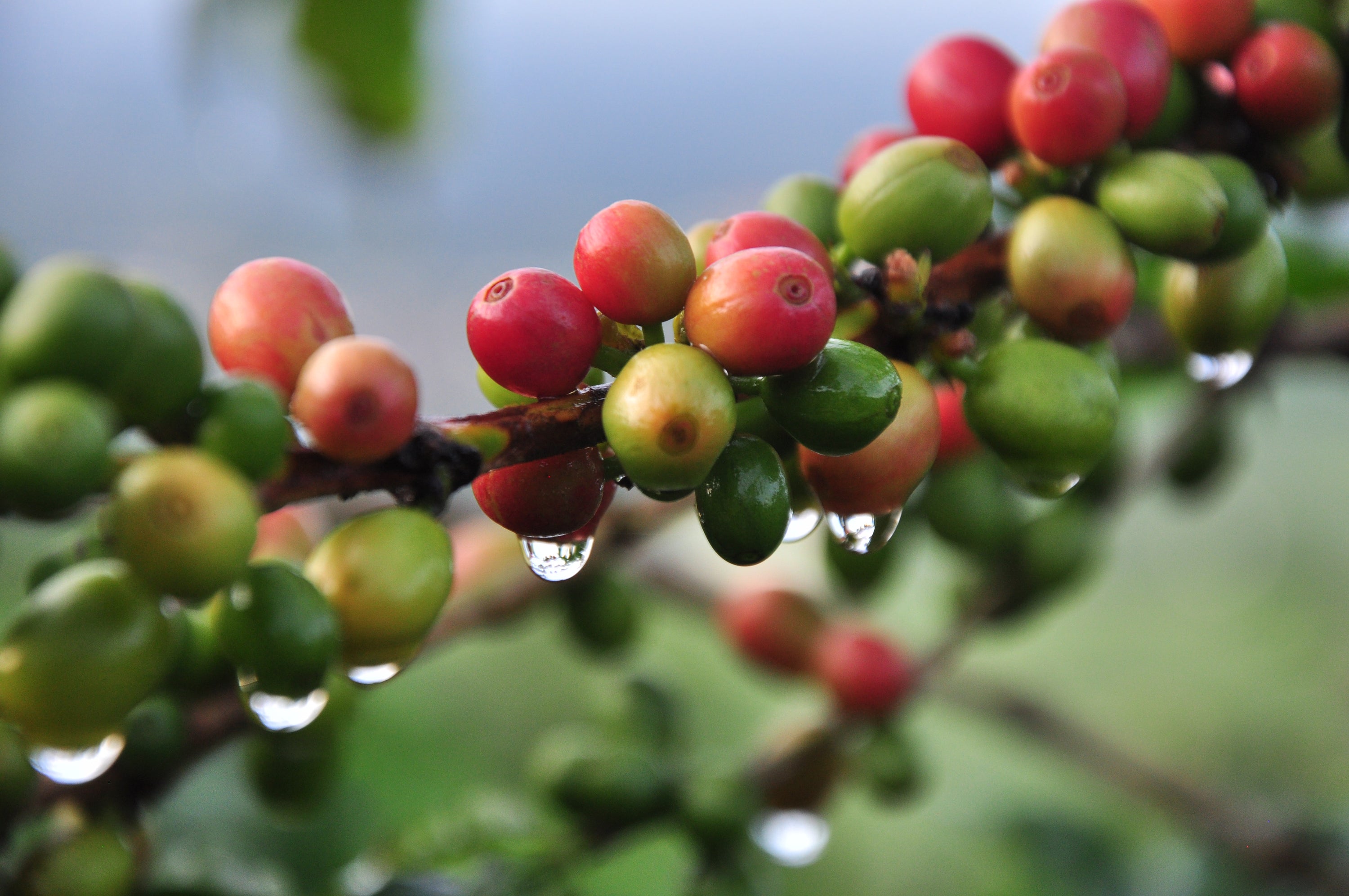 Lima Kaffeevarietät in Costa Rica