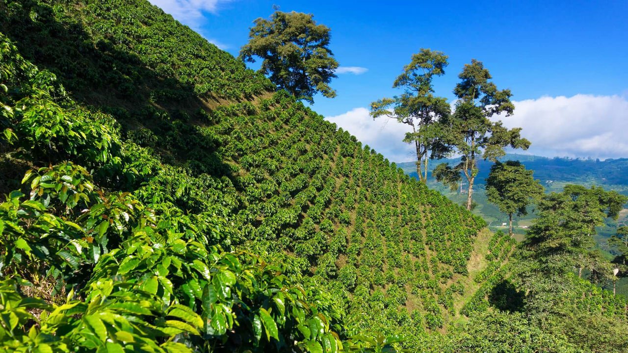 Hochlandkaffee oder High-grown Kaffee