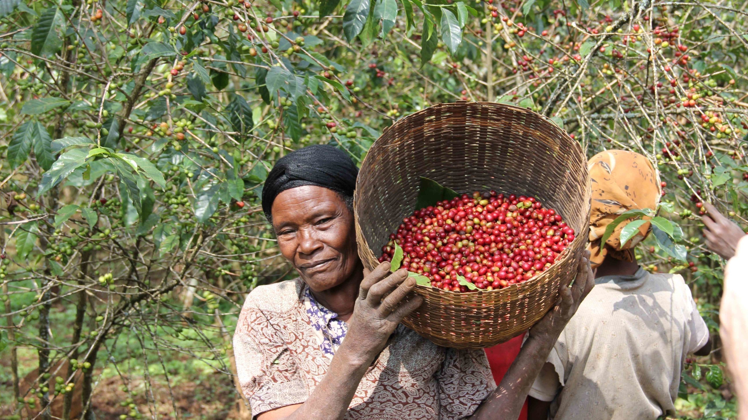 Kaffee Farmerin trägt Kaffeebohnen im Korb