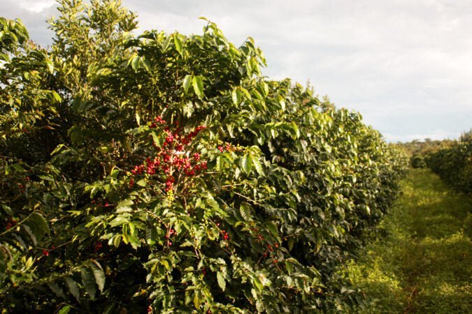 Schattenbaum – warum Kaffeepflanzen Beschattung brauchen