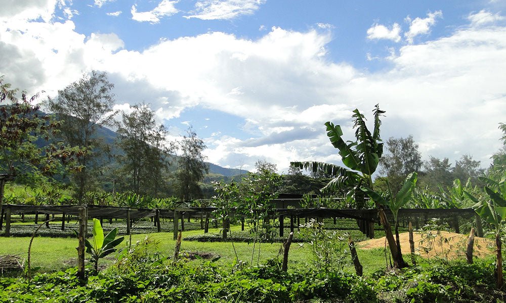 Kaffeeplantage Papua-Neuguinea