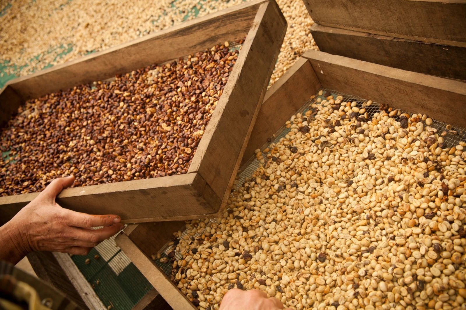 Honey process