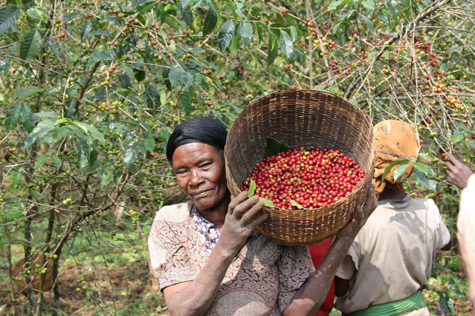 19grams_coffee_Ethiopia_cherries_harvest
