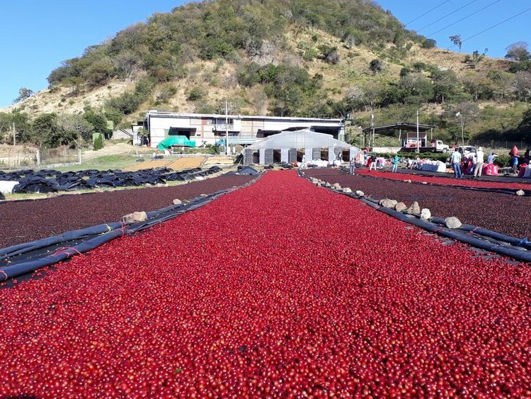 19grams_La Escondida_Espresso_natural