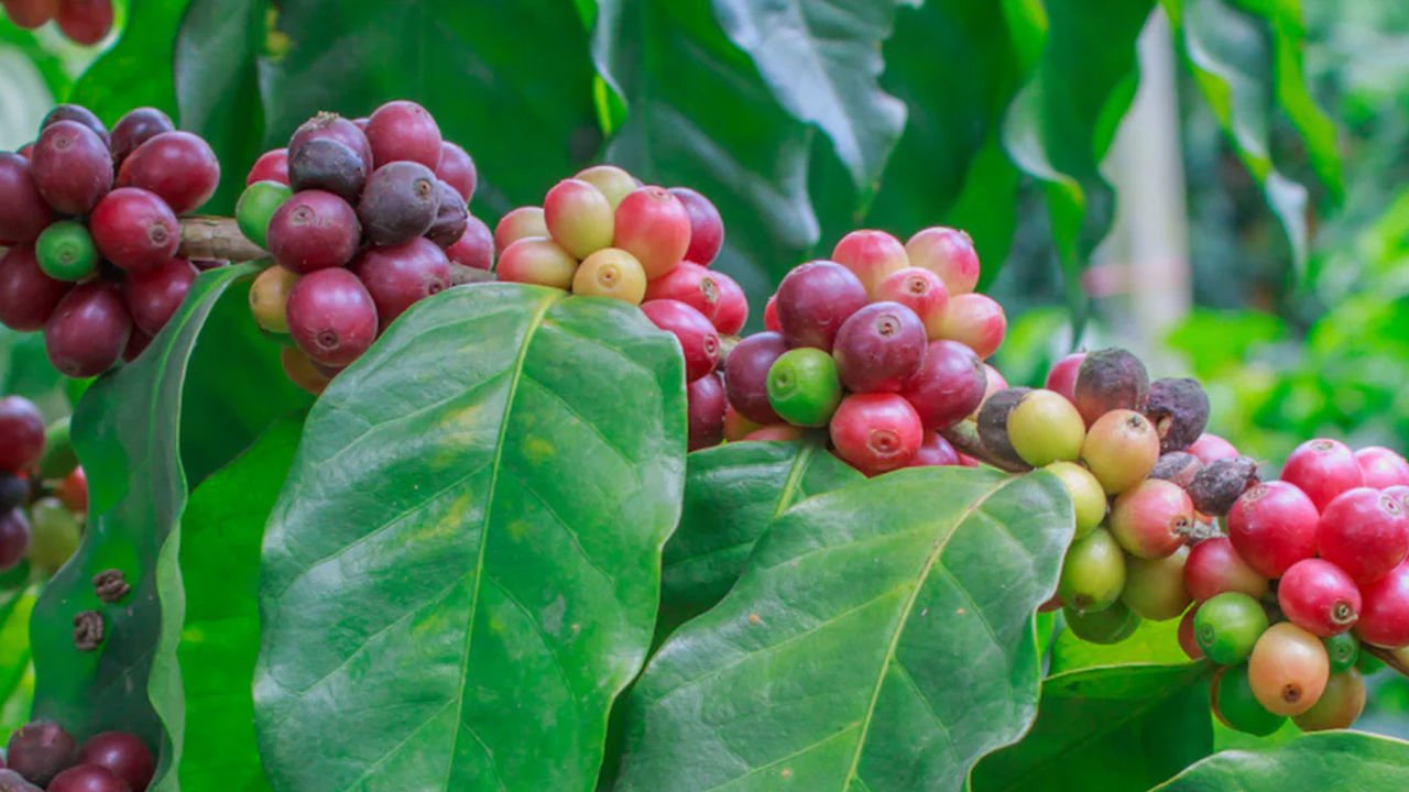 Liberica coffee