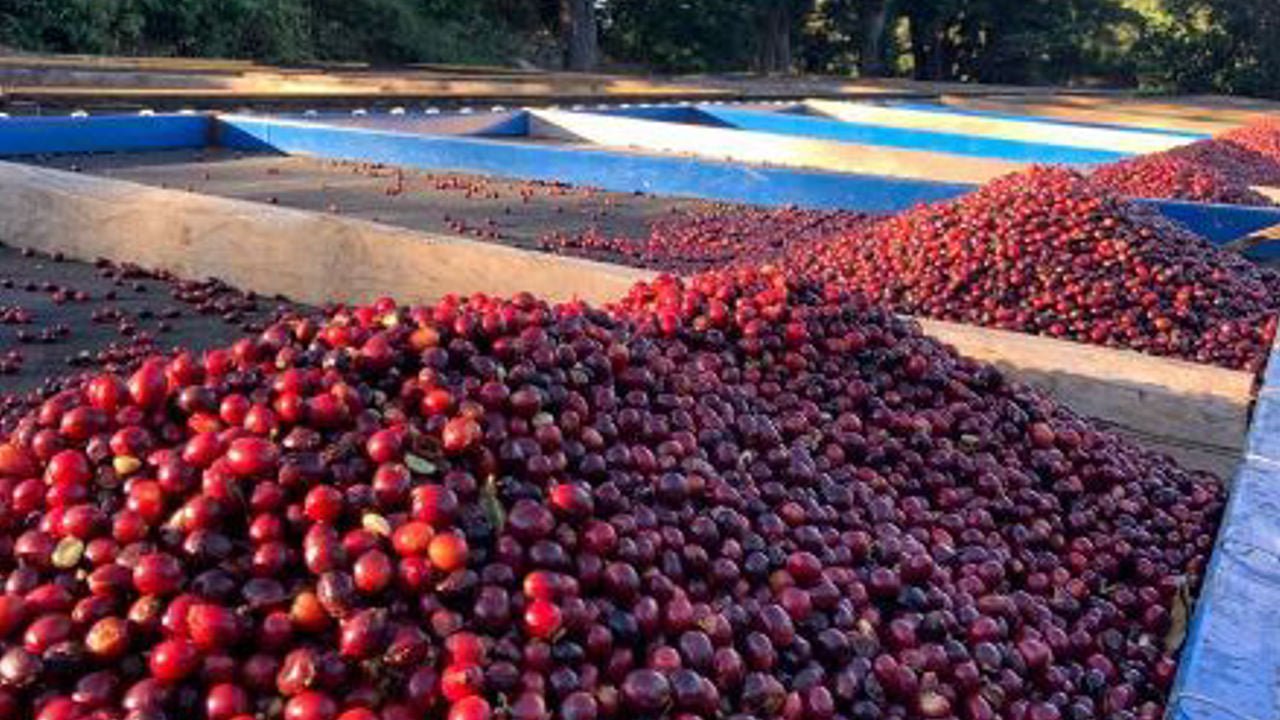 Pacas Kaffee – Mutation der Bourbon-Varietät aus El Salvador