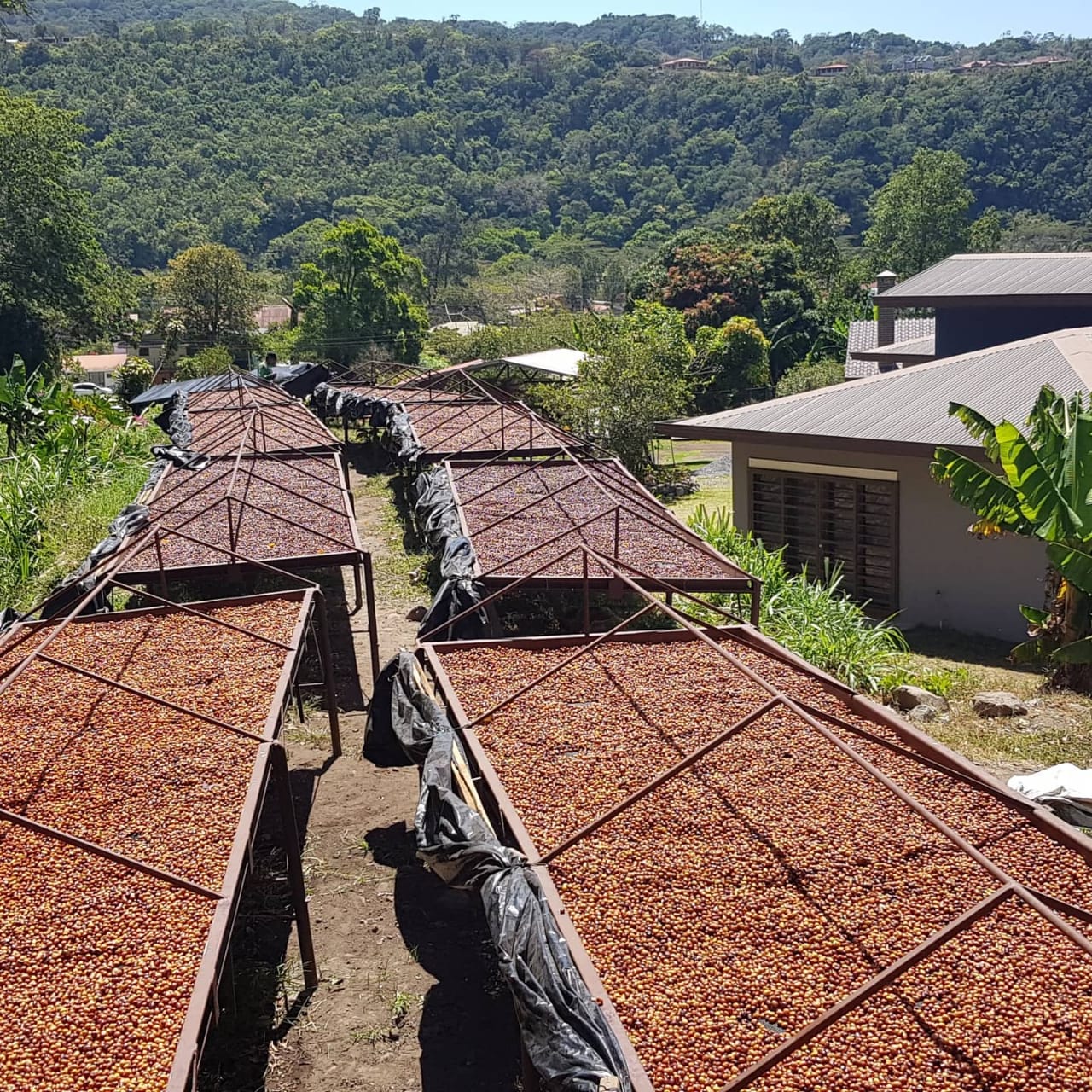 19grams_Panama_Geisha_Kaffee_Don_Pachi_Afrikanische_Betten