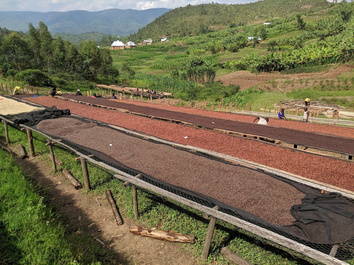 19grams_Ruanda_Kinyuvu_Coffee