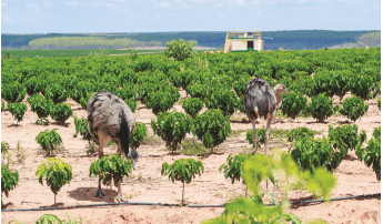 Soares Farm