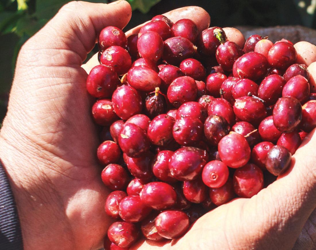 19grams Coffee partner Soares Farms' ripe coffee cherries from Brazil