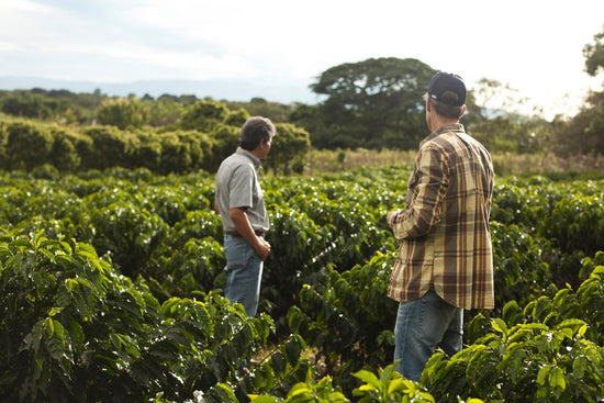Costa Ricas nachhaltiger Ansatz für den Kaffeeanbau