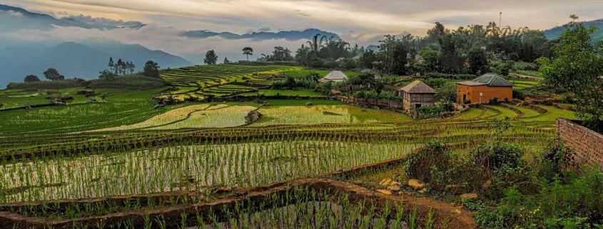 Kaffeeplantage Vietnam