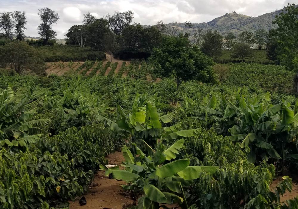 Kaffeeplantage Dominikanische Republik