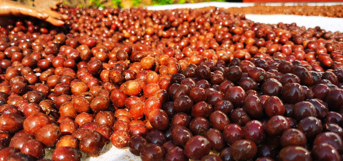 Nyakabugi Kaffeekirschen