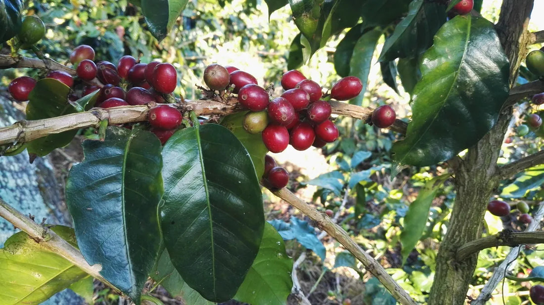 CR95 Kaffee bohnen von 19grams partner Hacienda Sonora