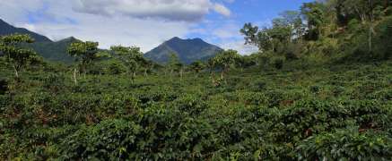 Kaffeeplantage Guatemala