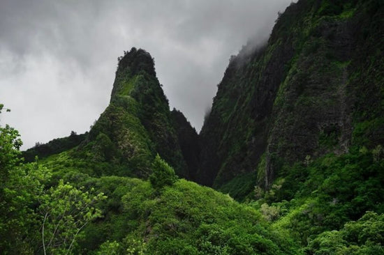 Kaffeeplantage Hawaii