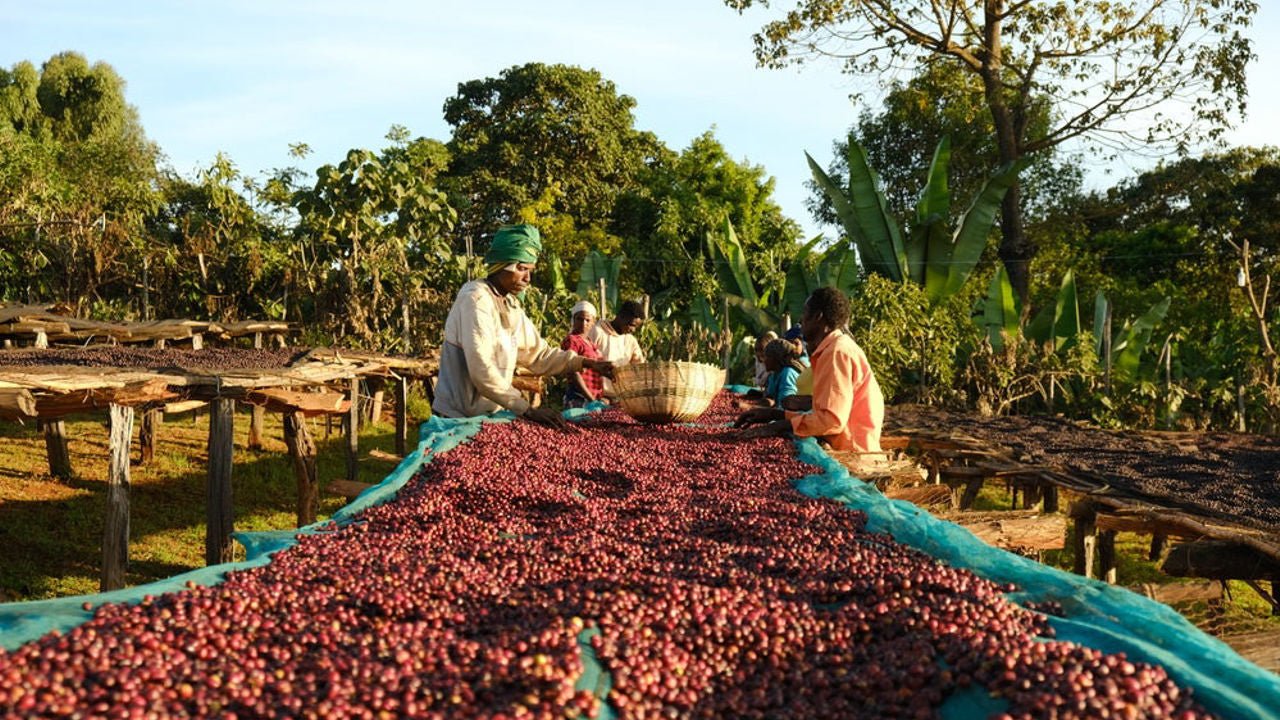 Kaffa – Herkunft des Arabica-Kaffees in Äthiopien