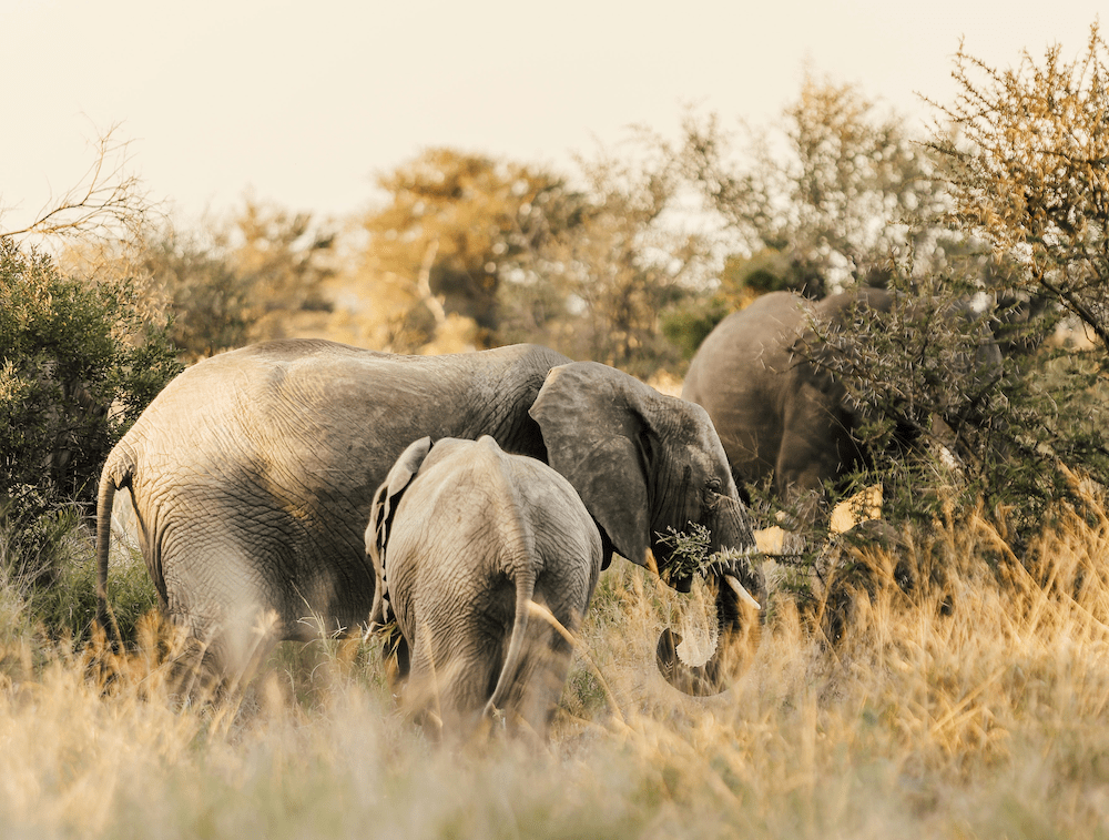 Black Ivory: Der teuerste Kaffee der Welt erklärt