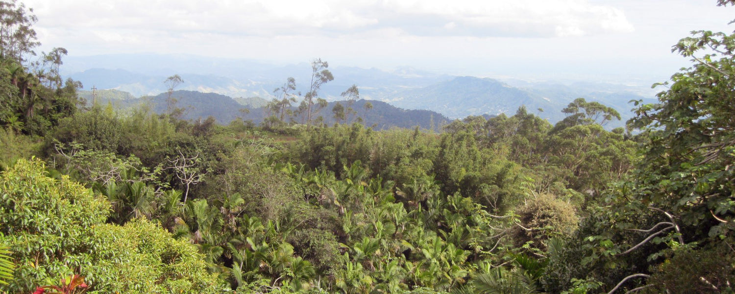 Kaffeeplantage Puerto Rico