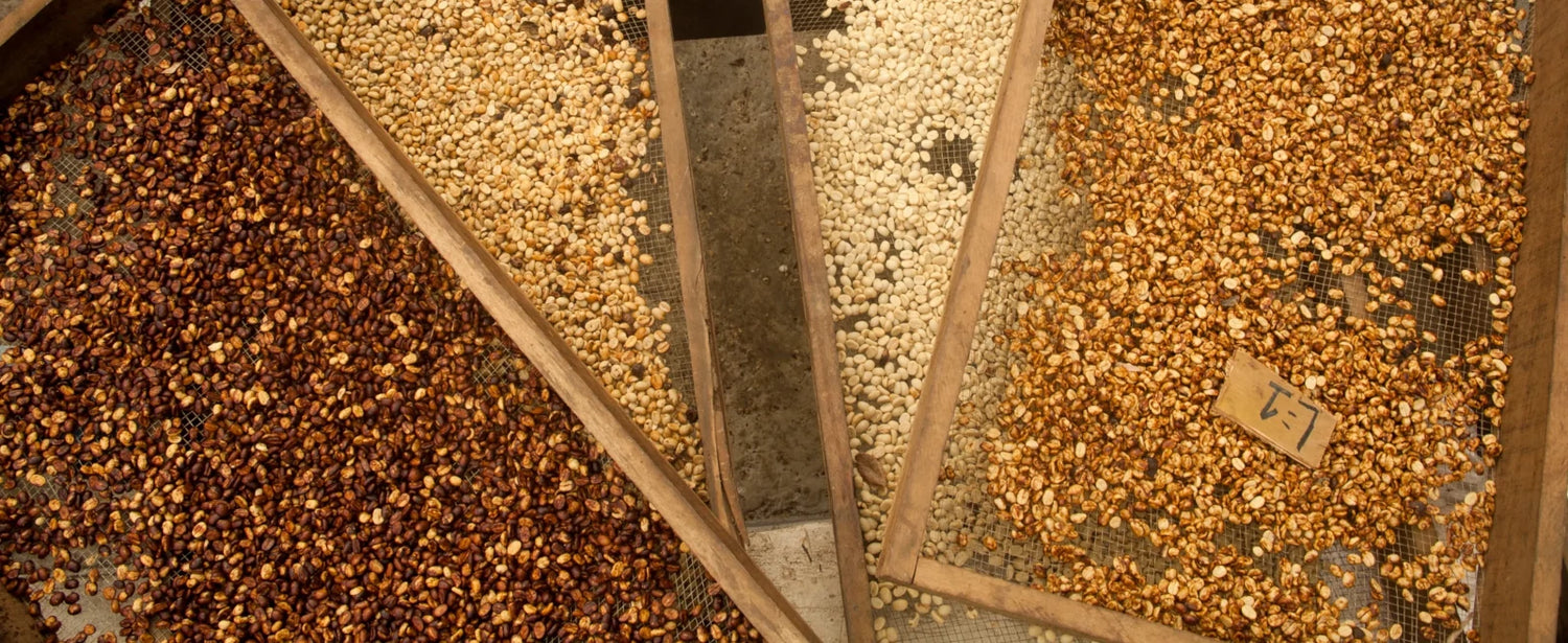 19grams coffee partner Hacienda Sonora drying coffee beans on racks in Costa Rica