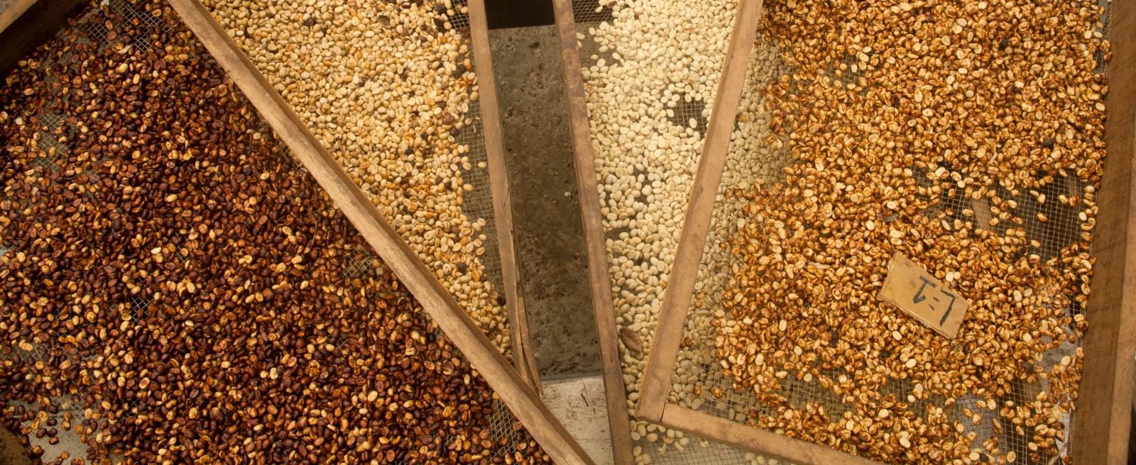 19grams Coffee partner Hacienda Sonora drying coffee beans in Costa Rica