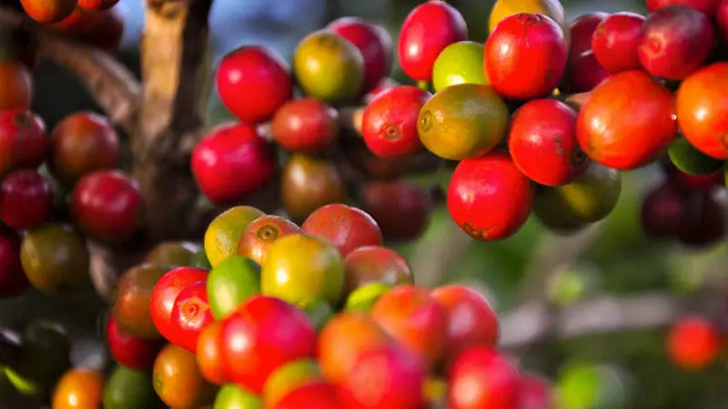 Cascara - Tee aus Kaffeekirschen