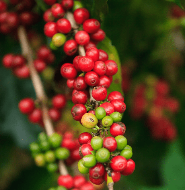 Äthiopien - Kaffees aus Afrika