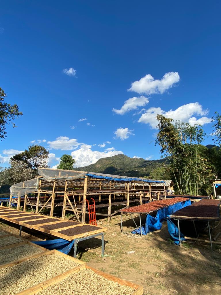 Overview of coffee processing facility with raised drying beds showcasing different coffee lots in various drying stages in Northern Thailand