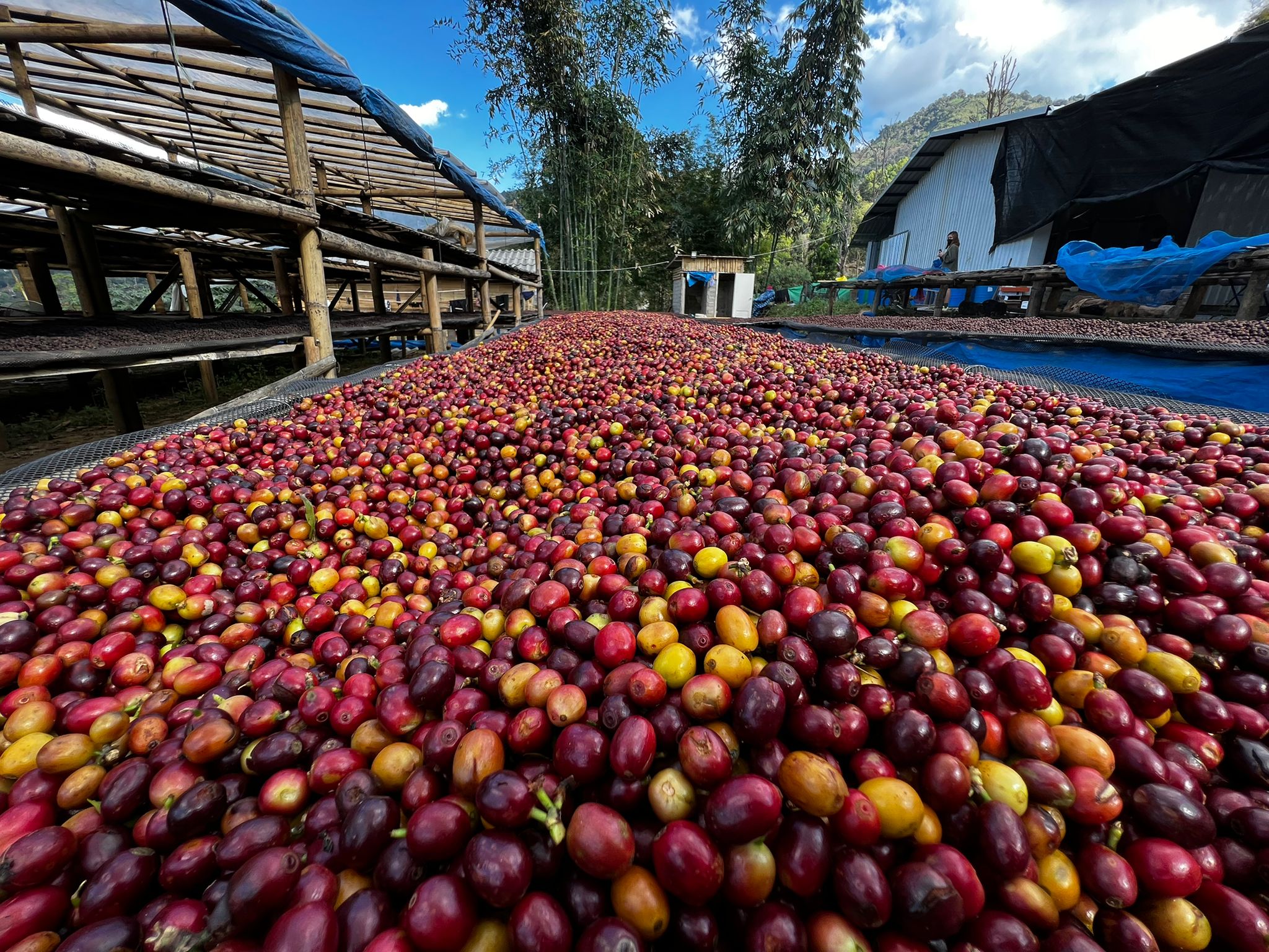Ripe red and yellow coffee cherries drying on raised beds during natural processing at a Thai coffee farm