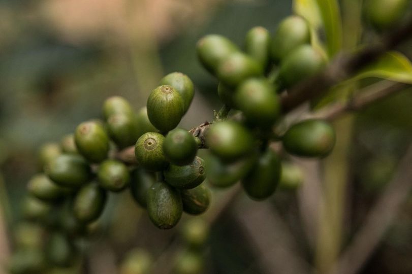 Kaffeekirschen 4Llamas aus Bolivien