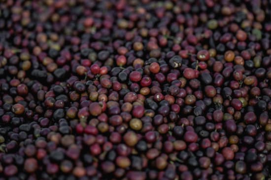 Rote Kaffeekirschen