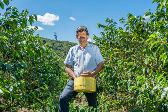 Kaffeepflanzen auf der Farm von Gilmer Cordova in Peru – Anbau von Specialty Coffee für 19grams Coffee Roasters Berlin