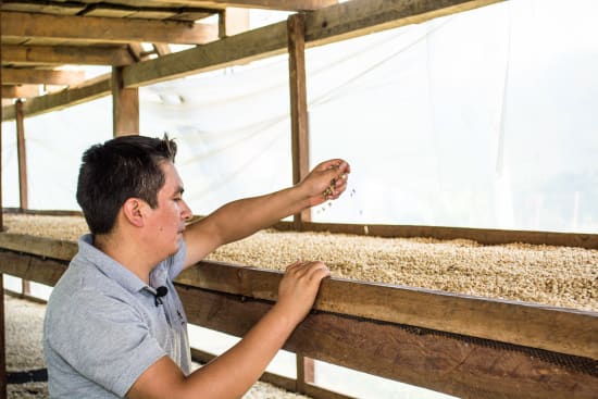 Detailaufnahme der Kaffeekirschen auf der Farm von Gilmer Cordova in Peru – Qualitätskontrolle für 19grams Specialty Coffee