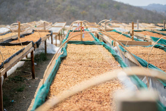 Cafe Imports Peru Microlot – Kaffeeanbau in den peruanischen Anden für 19grams Specialty Coffee – Herkunftsfoto Anbauregion Peru