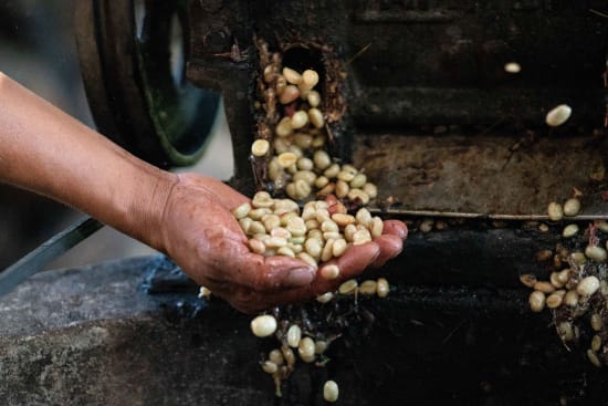 Cafe Imports Peru Microlot 3 – Kaffeeernte und Aufbereitung in den peruanischen Anden – Herkunftsfoto für 19grams Specialty Coffee aus Peru