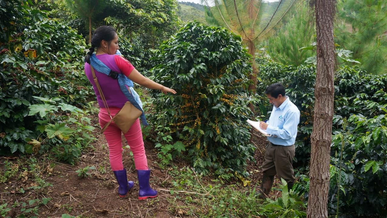 La Esperanza - Peru Espresso Farmarbeiter
