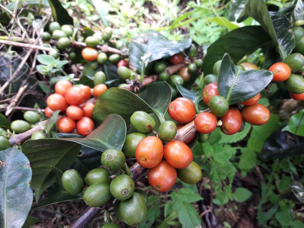 Kaffeekirschen in der Finca Morelia